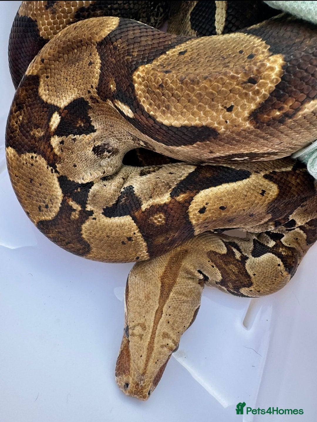 Boa Snake reptiles for sale: True red tail boa  - Advert 3