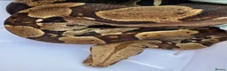Boa Snake reptiles for sale: True red tail boa  - Advert 3