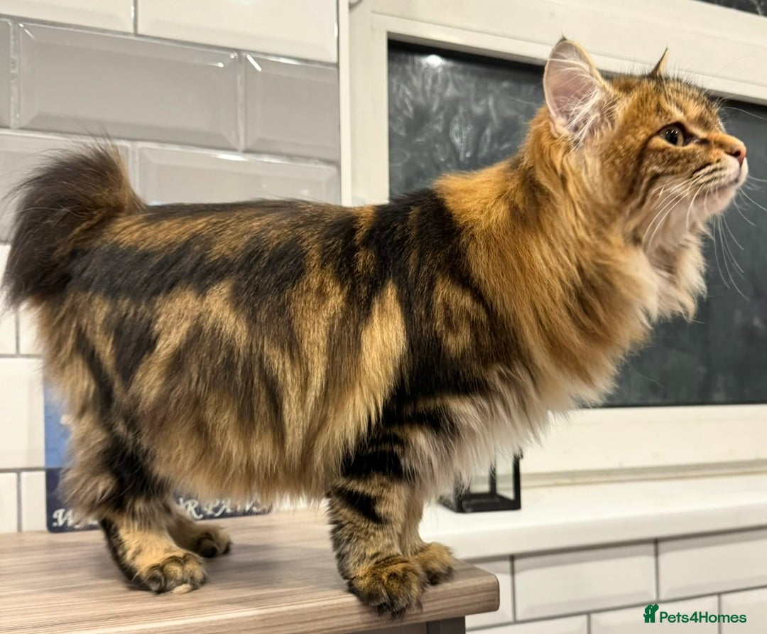 Kurilian Bobtail cats for sale: Young adult spayed Kurilian bobtail for 5* home - Advert 6