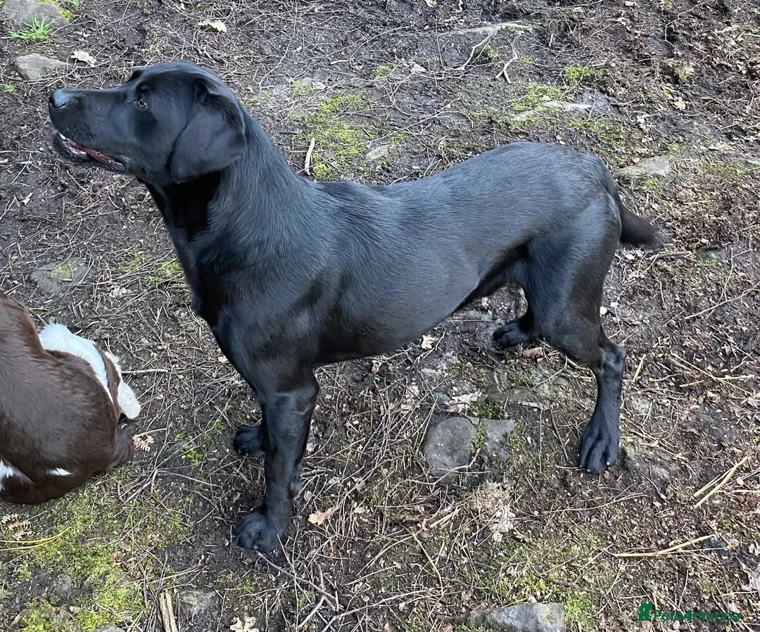 Labrador Retriever dogs for stud: Salrowbra Gundogs at Stud in Ossett - Advert 2