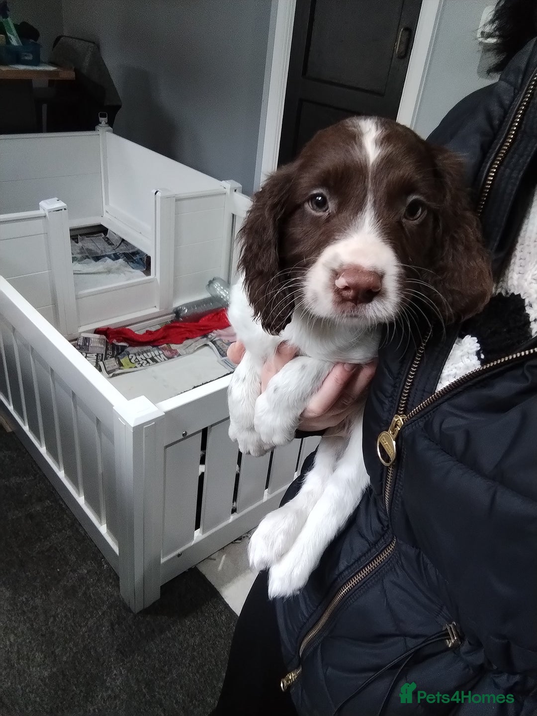 English Springer Spaniel dogs for sale: Kc registered springer spaniels ready now - Image 1