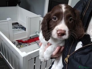 English Springer Spaniel dogs - Advert 27