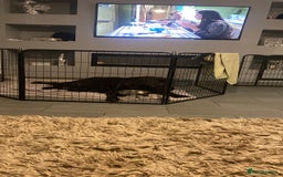 Cane Corso dogs for sale: Beautiful chunky Cane Corso puppies  - Image 4
