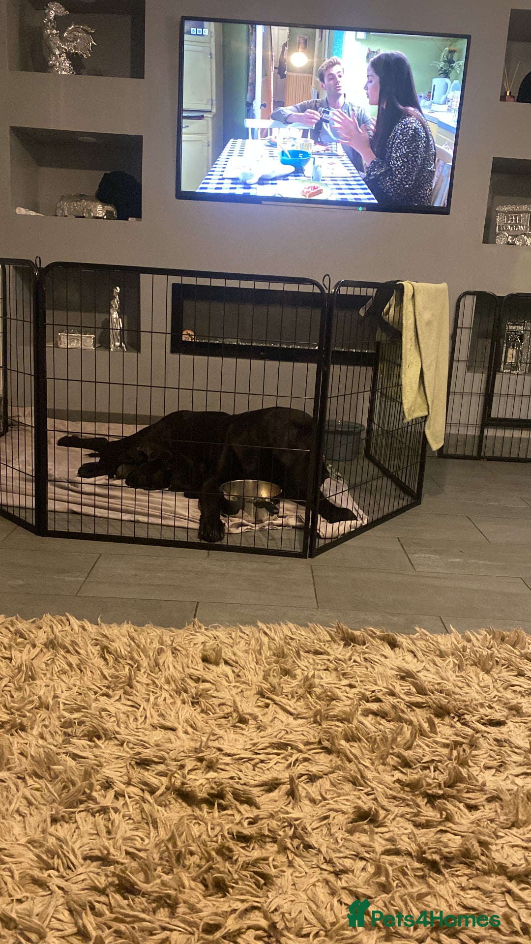 Cane Corso dogs for sale: Beautiful chunky Cane Corso puppies  - Image 4