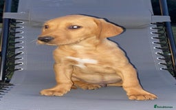 Labrador Retriever dogs for sale: BEAUTIFUL LABRADOR PUPPYS READY NOW - Image 10
