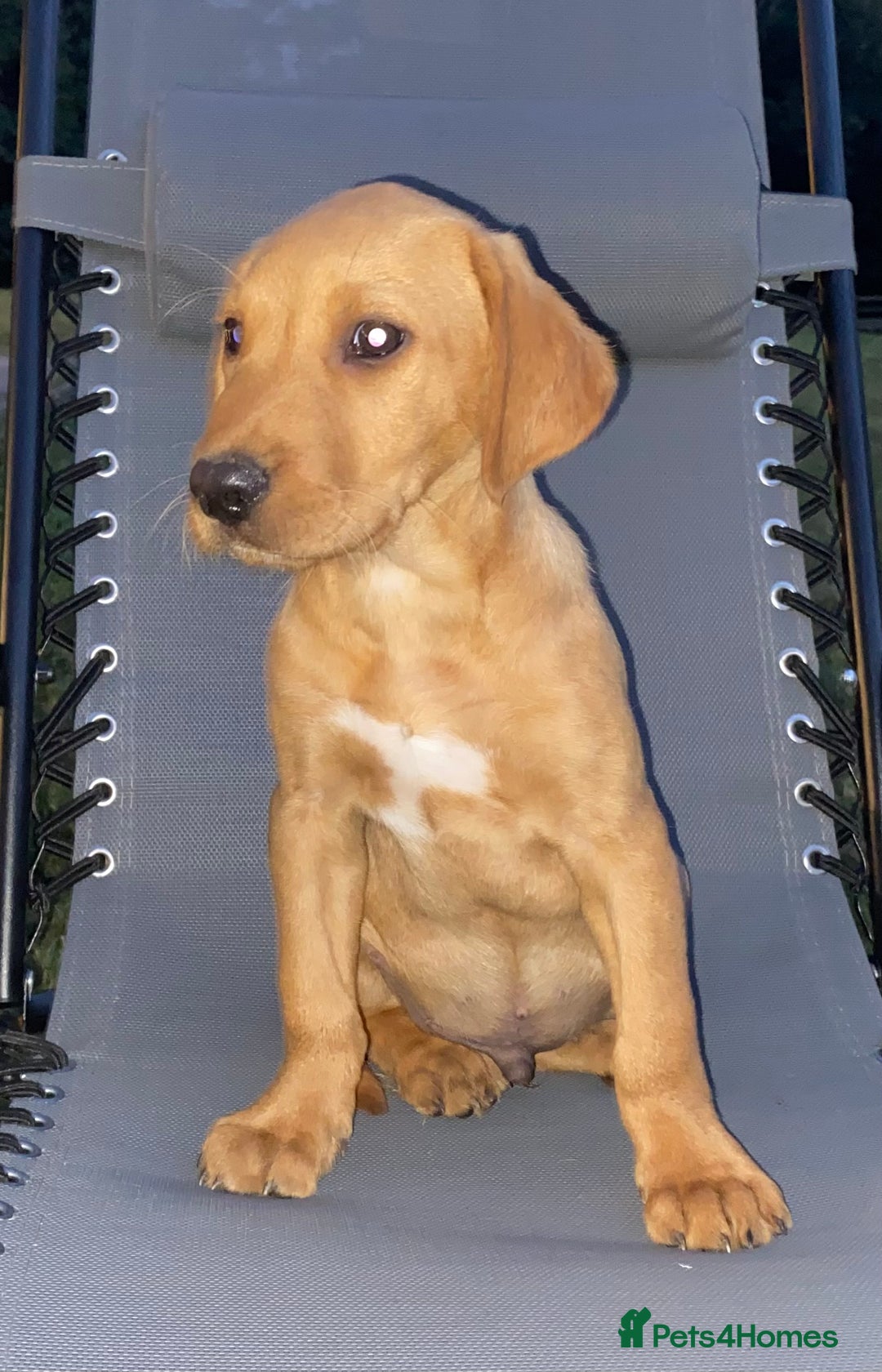 Labrador Retriever dogs for sale: BEAUTIFUL LABRADOR PUPPYS READY NOW - Image 10