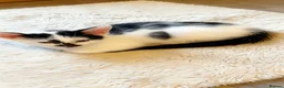 Khao Manee cats for sale: Mix breed  - Advert 15