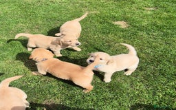 Golden Retriever dogs for sale: KC GOLDEN RETRIEVER PUPPIES HEALTH TESTED PARENTS  - Image 23