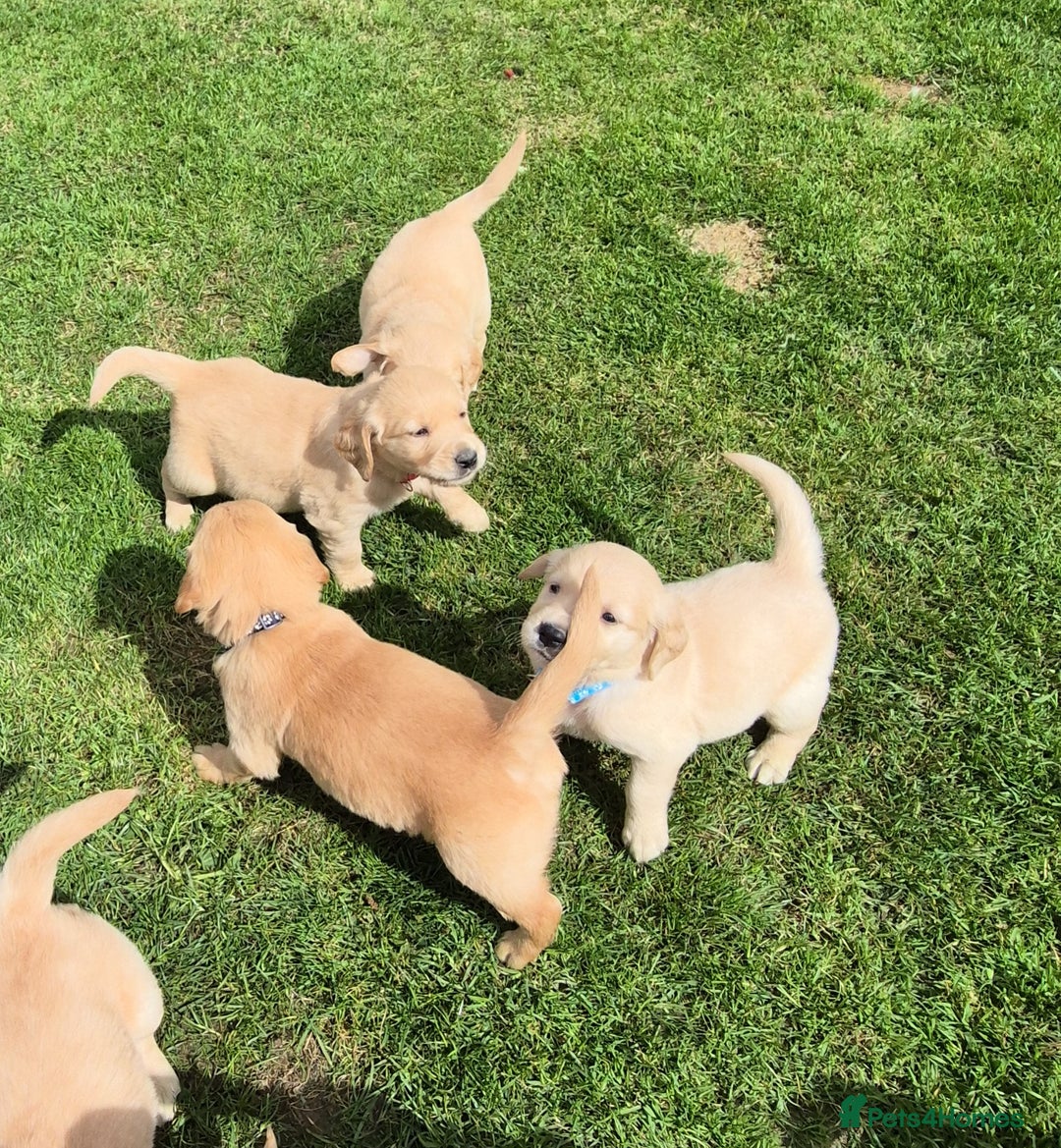 Golden Retriever dogs for sale: KC GOLDEN RETRIEVER PUPPIES HEALTH TESTED PARENTS  - Image 23