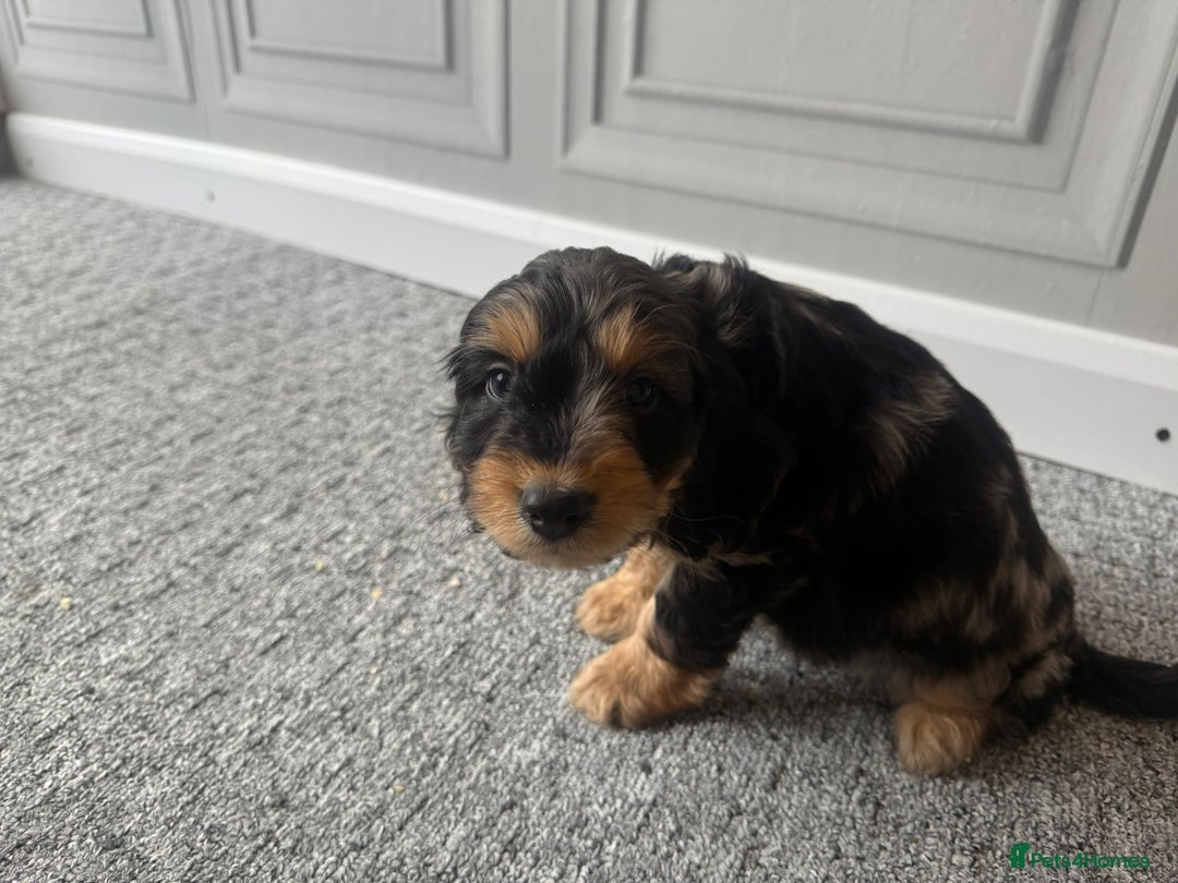 Cockapoo dogs for sale: Beautiful Cockerpoo Puppies. (Sand, Merle, Black) - Image 10