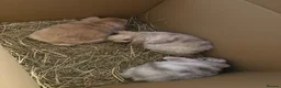 Mini Lop rabbits for sale: 3 mini Lops and full set up  - Advert 5
