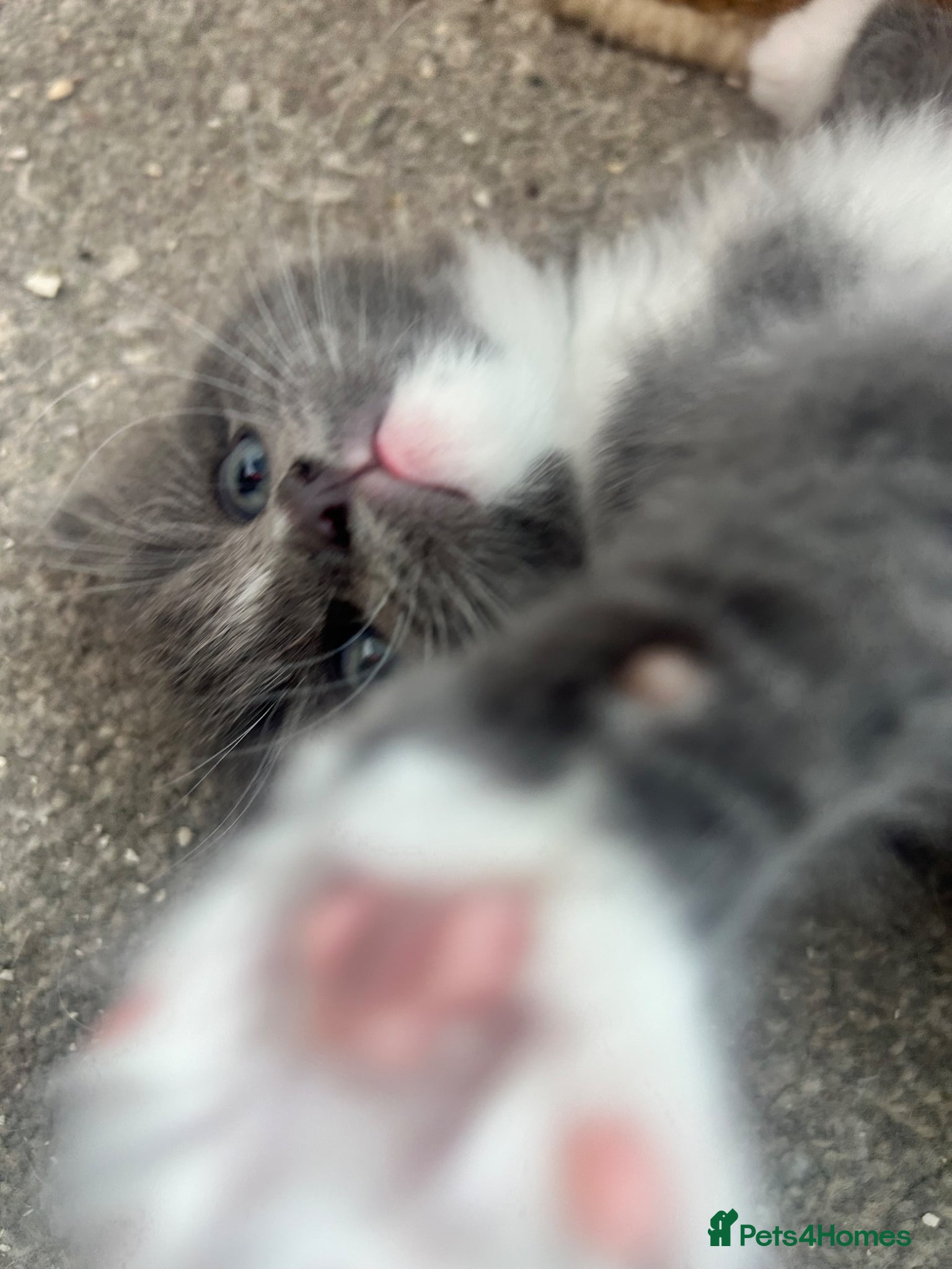 Ragdoll cats FLUFFY MISCHIEFS READY NOW!!! Ragdoll cross boys - Advert 2