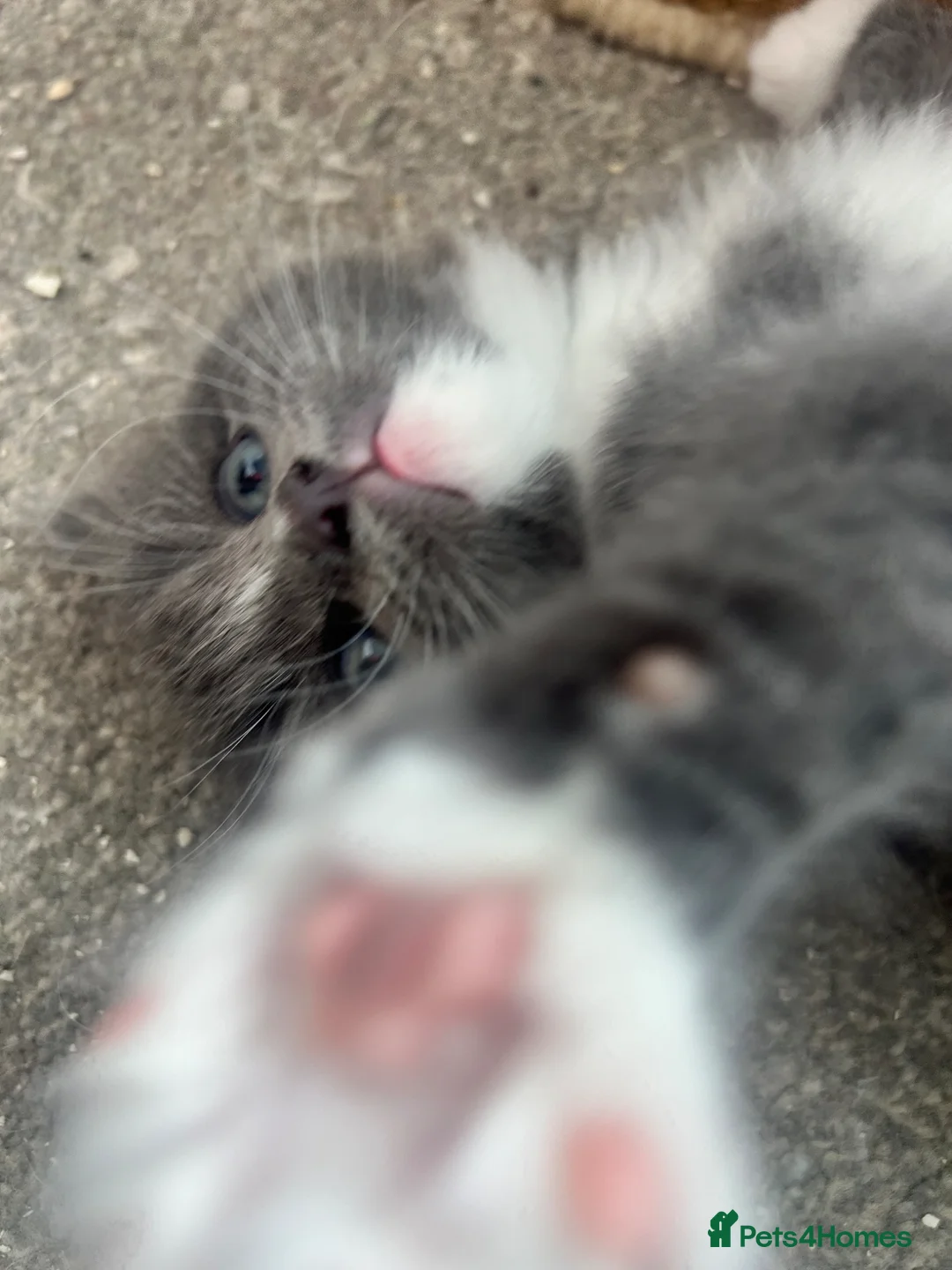 Ragdoll cats for sale: FLUFFY MISCHIEFS READY NOW!!! Ragdoll cross boys - Advert 1