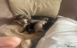 Miniature Dachshund dogs for sale: Miniature daschunds - Image 4