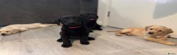 Labrador Retriever dogs for sale: KC Labrador Pups, Champion Line, Health Tested - Advert 6