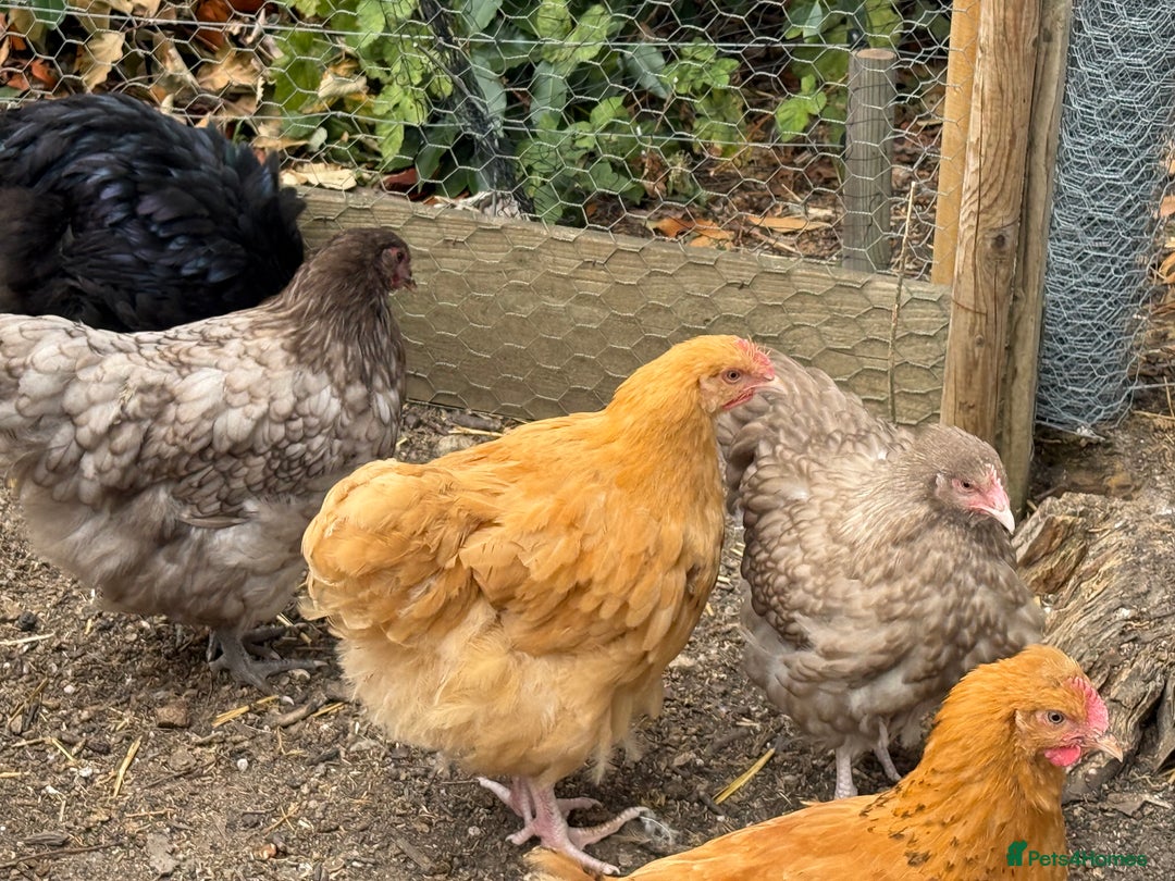 Chickens poultry for sale: 🐣 Beautiful Orpington Chicks & Cockerels for Sale - Image 21