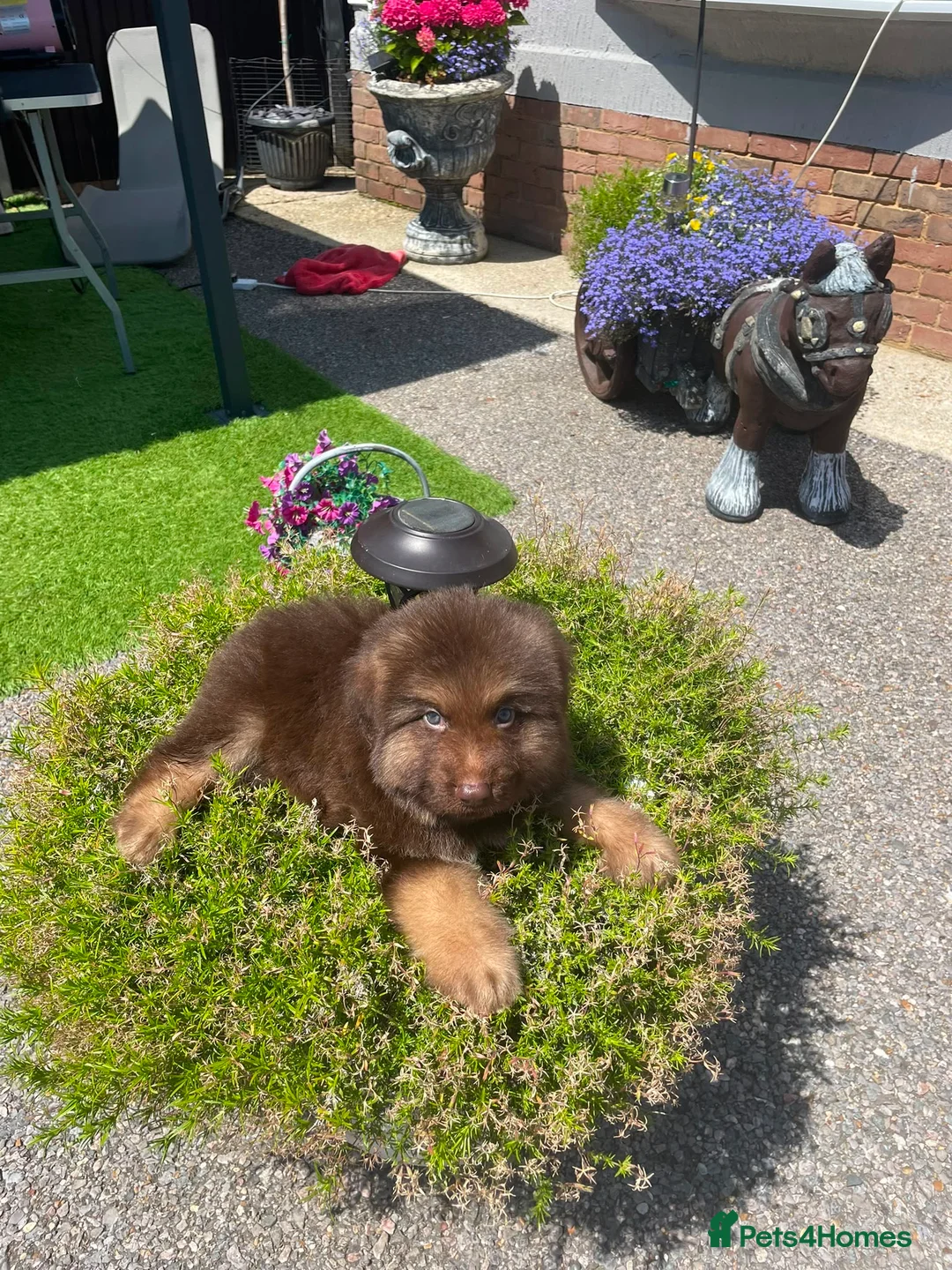 German Shepherd dogs for sale: German shepherd puppies  - Advert 9