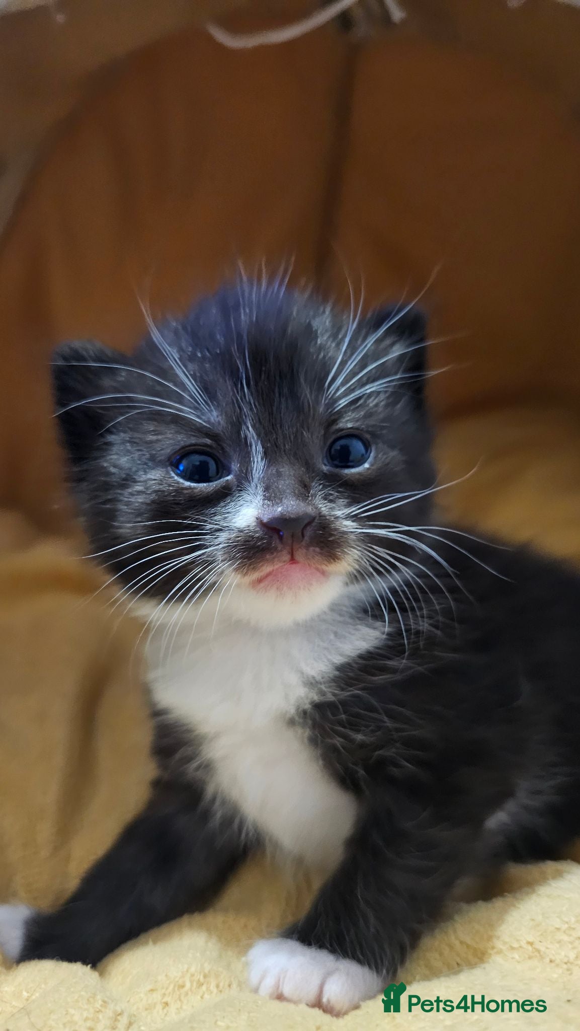 Mixed Breed cats 🐾❤️Cute tuxedo / tabby mix kittens ❤️🐾 - Advert 19