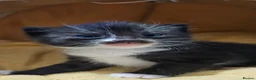 Mixed Breed cats for sale: 🐾❤️Cute tuxedo / tabby mix kittens ❤️🐾 - Advert 6