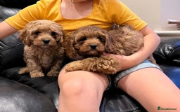 Cavapoo dogs for sale: F1 Cavapoo puppies - Image 13