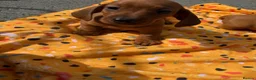 Dachshund dogs for sale: Miniature Dachshund Puppies  - Advert 6