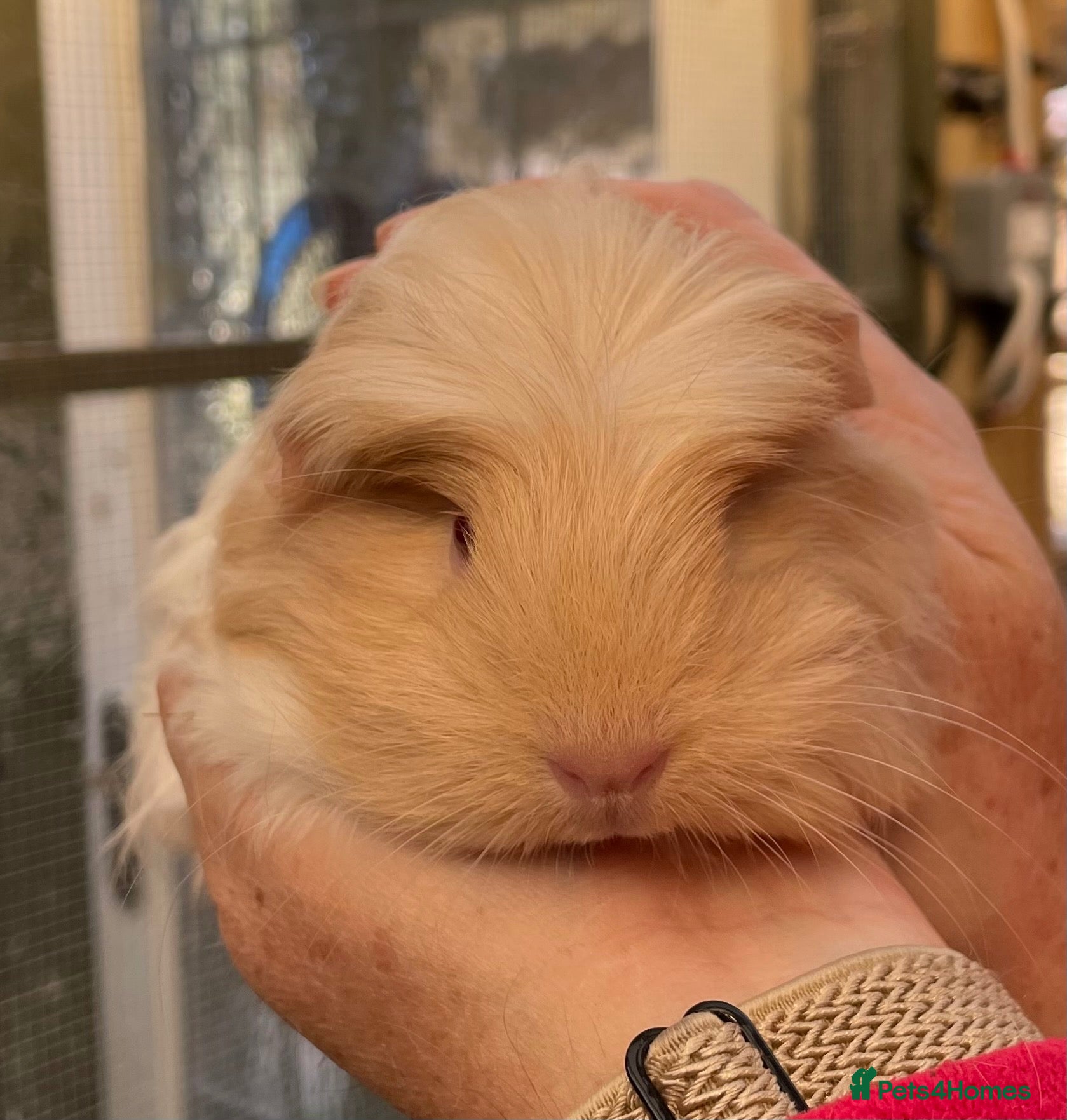 Guinea Pig rodents Stunning baby girl/sow guinea pigs  - Advert 1