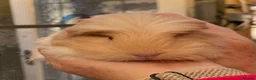 Guinea Pig rodents for sale: Stunning baby girl/sow guinea pigs  - Advert 1