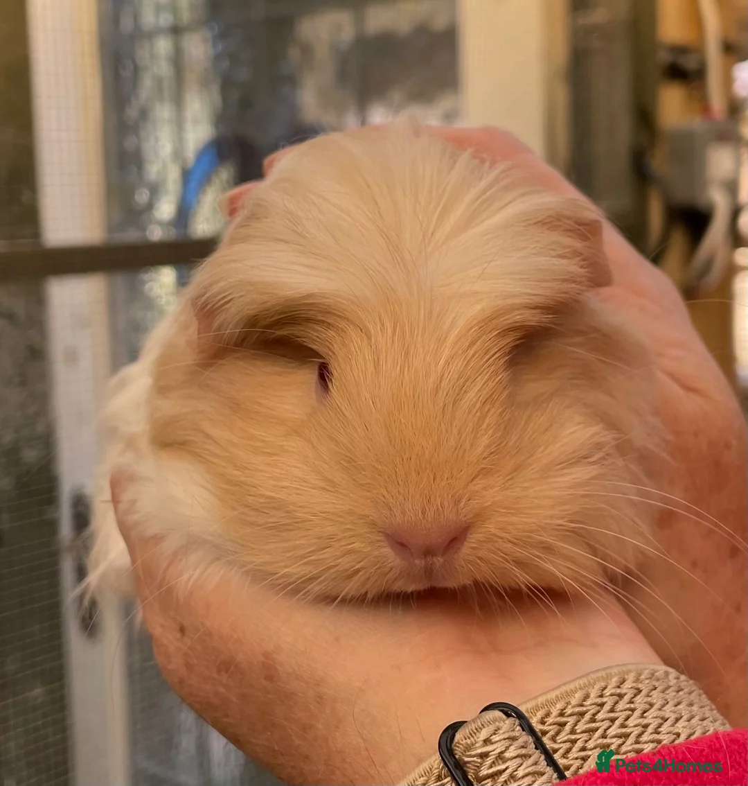 Guinea Pig rodents for sale: Stunning baby girl/sow guinea pigs  - Advert 1
