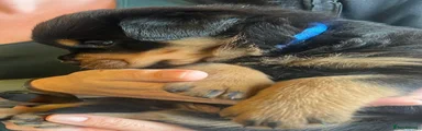 Rottweiler 1