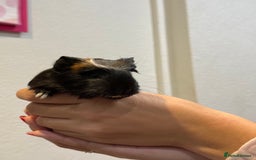 Guinea Pig rodents for sale: Baby guinea pigs for sale - Image 5