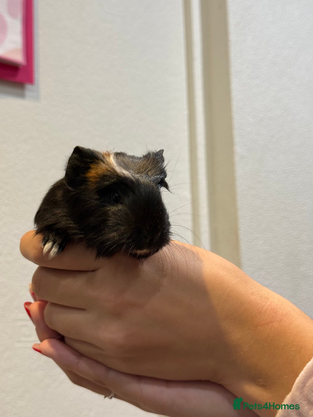 Guinea Pig rodents for sale: Baby guinea pigs for sale - Image 5