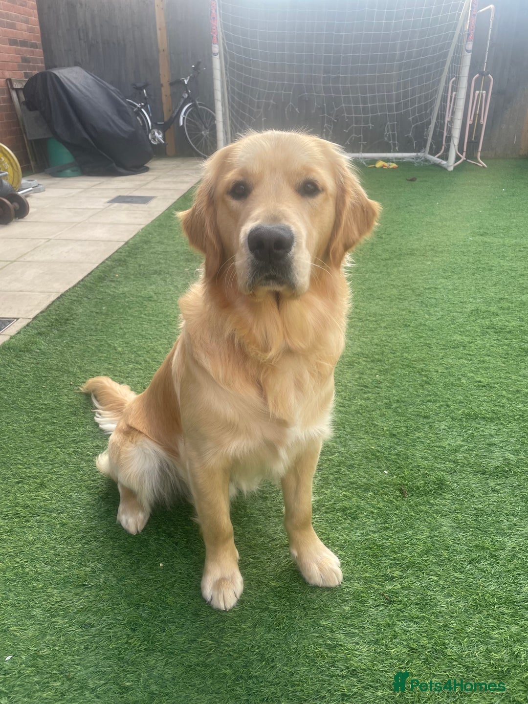 Golden Retriever dogs for stud: Golden Retriever for stud  - Advert 1