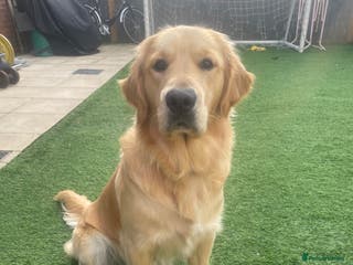 Golden Retriever dogs Golden Retriever for stud - Advert 2