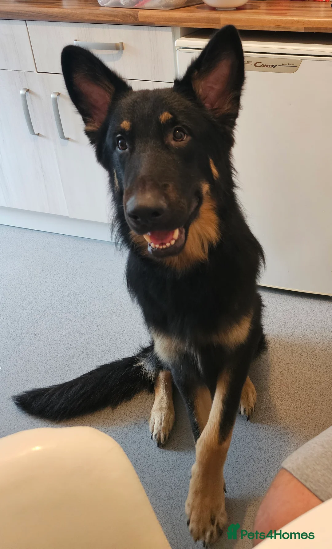 German Shepherd dogs for stud: Beautiful German shepherd for STUD - Advert 11