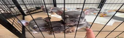 French Bulldog dogs for sale: Lilac and tan French bulldogs 2x boy 2x girl  in Tarporley - Advert 3