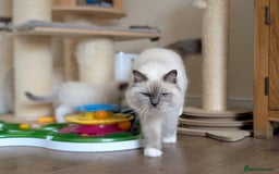 Ragdoll cats for sale: 🏆 🐾 Tica Registered EU Ragdoll Kittens 🐈 🏆 - Image 6