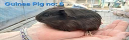 Guinea Pig rodents for sale: Cute 6 week old male guinea pigs - ginnywiggles - Advert 12