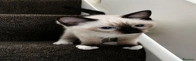 Seal Point Applehead Siamese