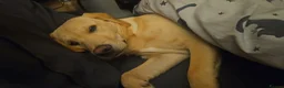 Labrador Retriever dogs for sale: Golden Labrador for sale in Prestonpans - Advert 7