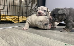 French Bulldog dogs for sale: French bulldog puppies with lilac and merle  - Image 28