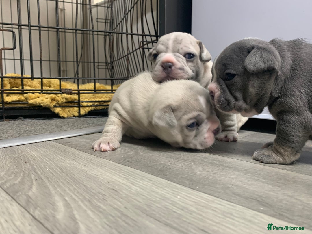 French Bulldog dogs for sale: French bulldog puppies with lilac and merle  - Image 28