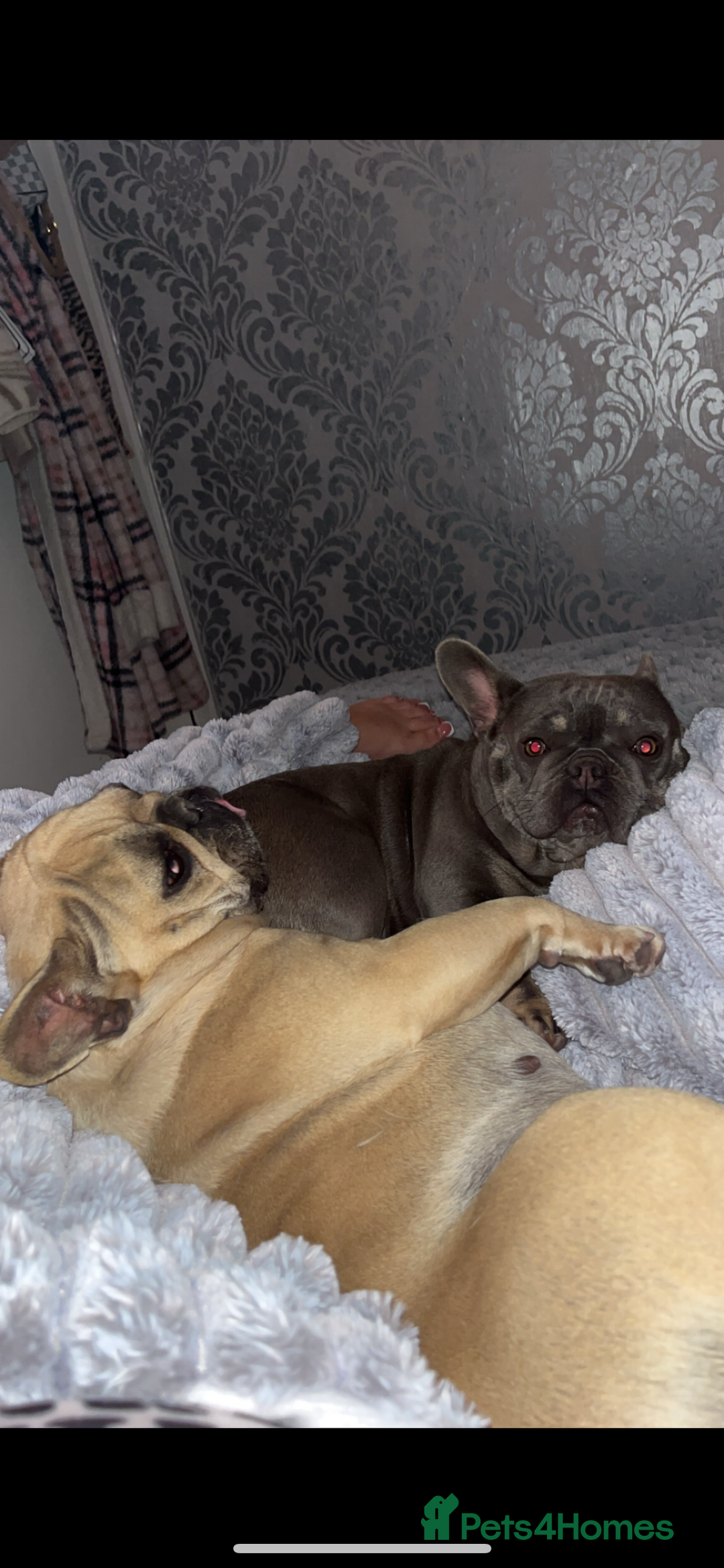 French Bulldog dogs for sale: French bulldog female - Image 2