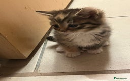 Mixed Breed cats for sale: Adorable mixed breed kittens  - Advert 17