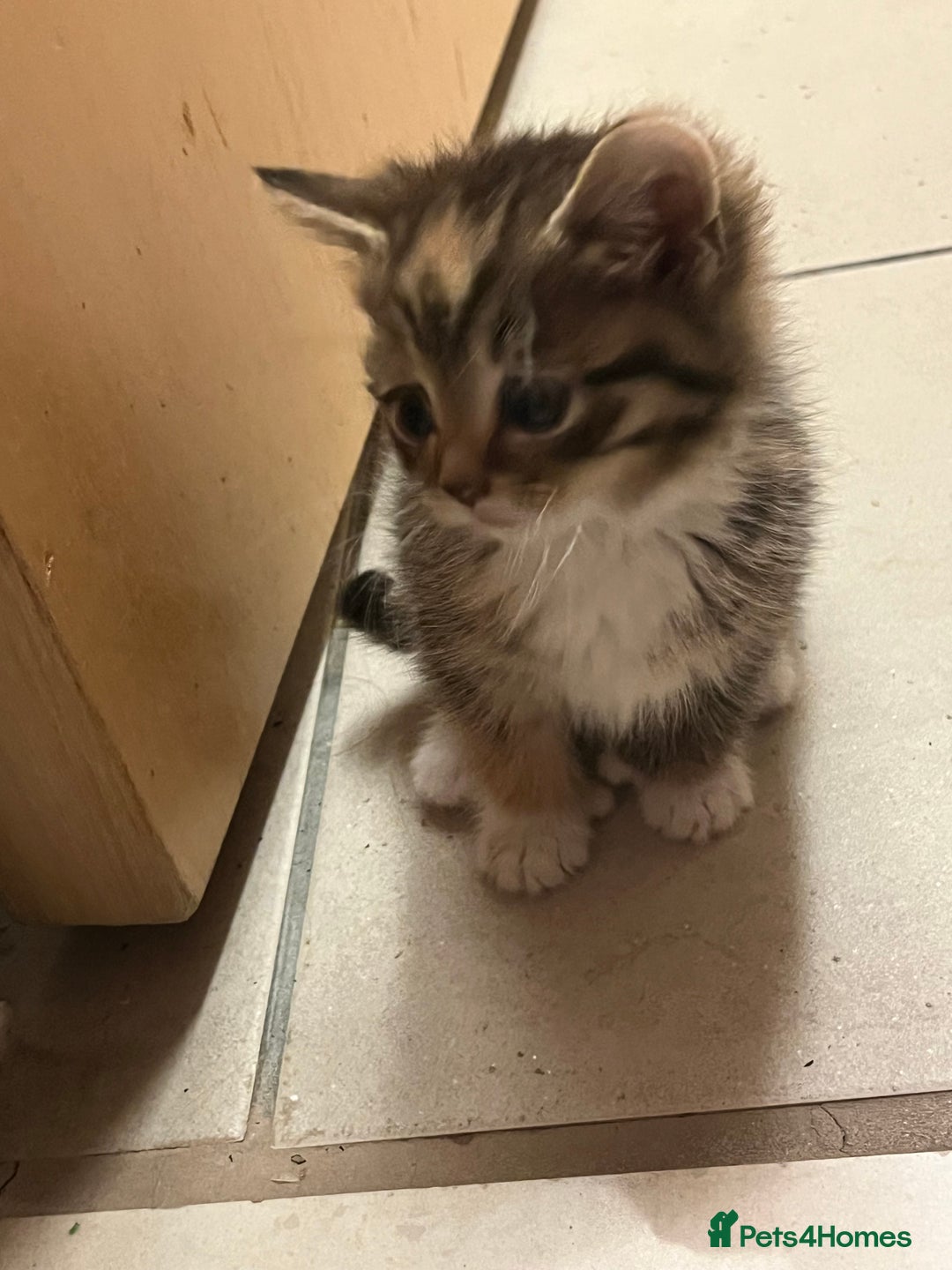 Mixed Breed cats for sale: Adorable mixed breed kittens  - Advert 17