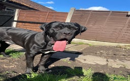 Mixed Breed dogs for sale: Cane Corso x American Bully - Image 11