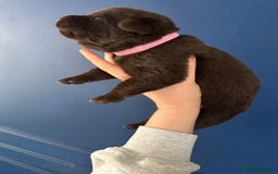 Mixed Breed dogs for sale: Chocolate Shepradors - Image 9