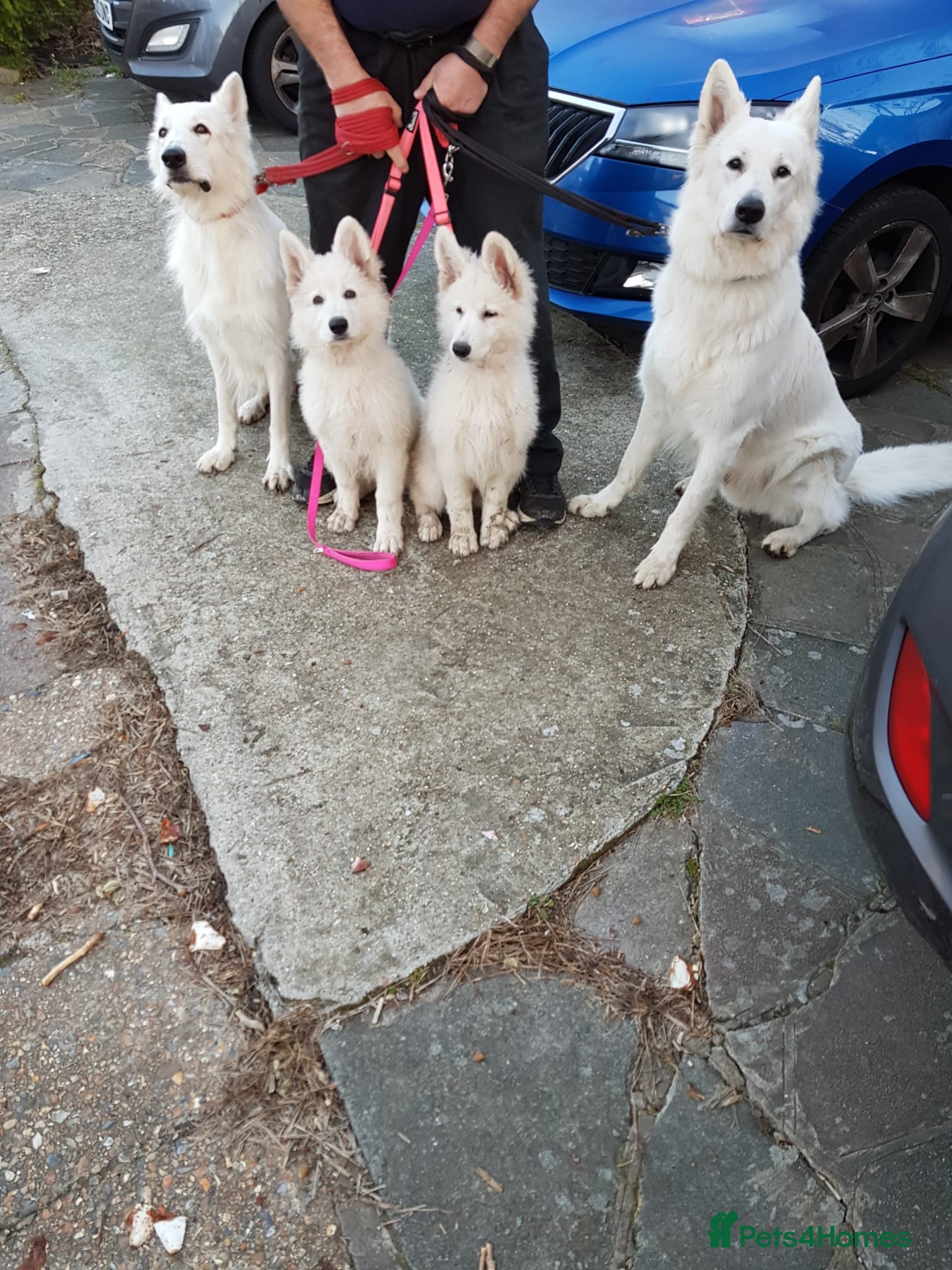 White Swiss Shepherd dogs Beautiful white Swiss shepherd  - Advert 11