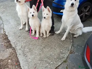 White Swiss Shepherd dogs Beautiful white Swiss shepherd - Advert 13