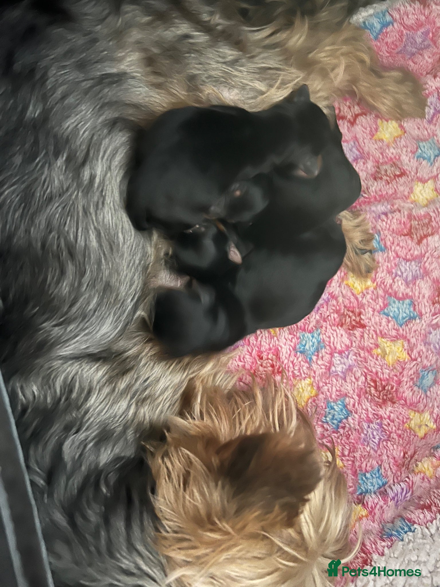 Yorkshire Terrier dogs Yorkshire terrier miniature - Advert 10