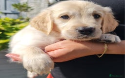 Golden Retriever dogs for sale: Stunning Golden Retriever puppies  - Image 20